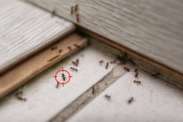 Pest Control Cost in Lemoyne, PA