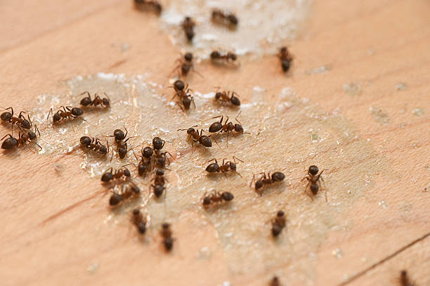 Best Wasp Removal Services  in Lemoyne, PA